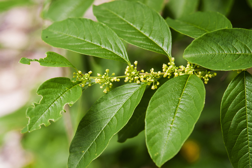 Flueggea suffruticosa (Pall.) Baill.