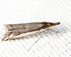Raphiptera argillaceellus