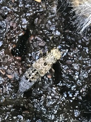 Ontholestes tessellatus