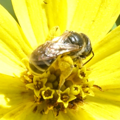 Halictus ligatus