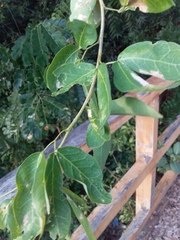 Pithecellobium dulce