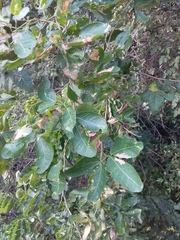 Pithecellobium dulce