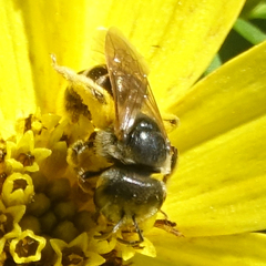 Halictus ligatus