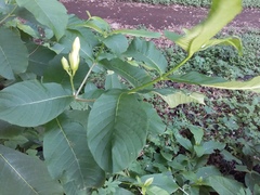 Tabernaemontana glabra