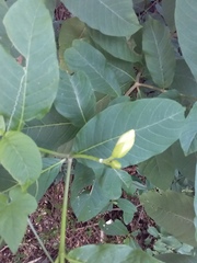 Tabernaemontana glabra