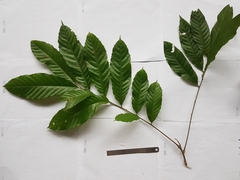 Cupania scrobiculata