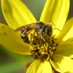 Halictus ligatus