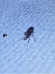 Diptera