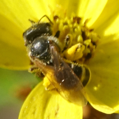 Halictus ligatus
