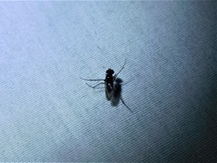 Diptera