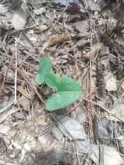 Hexastylis arifolia