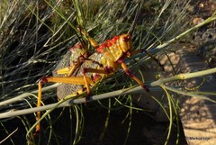 Phymateus morbillosus