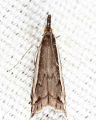 Raphiptera argillaceellus