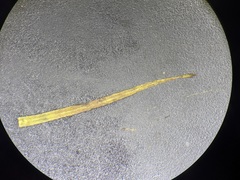 Najas flexilis