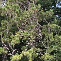 Pinus pungens