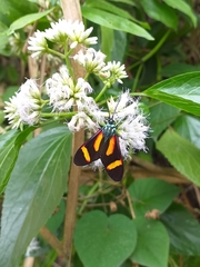 Cyanopepla submacula