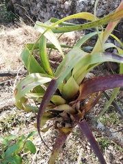 Tillandsia belloensis