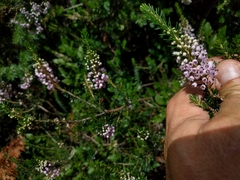 Erica vagans