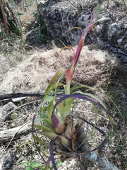 Tillandsia belloensis