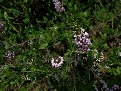 Erica vagans