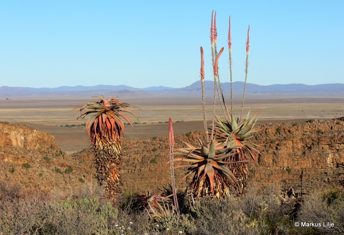 Aloe comosa