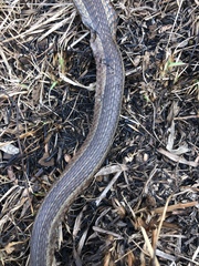 Psammophis brevirostris