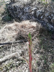 Tillandsia belloensis