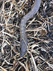 Psammophis brevirostris