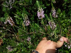 Erica vagans