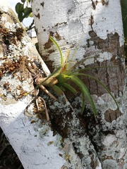 Tillandsia belloensis