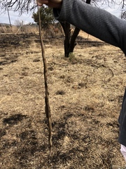 Psammophis brevirostris