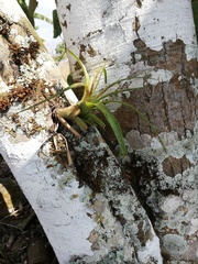 Tillandsia belloensis