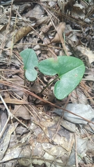 Hexastylis arifolia