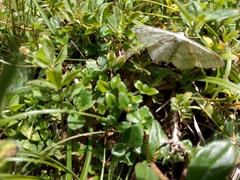 Scopula incanata
