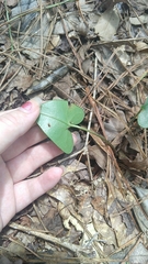 Hexastylis arifolia