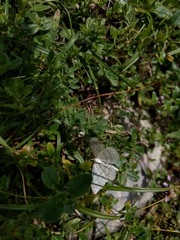 Scopula incanata