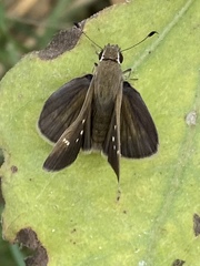 Lerodea eufala eufala