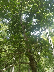 Ilex opaca