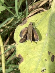 Lerodea eufala eufala