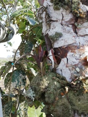 Tillandsia belloensis