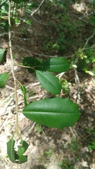 Ilex opaca