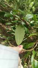 Ilex opaca