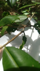 Ilex opaca
