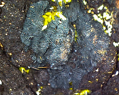 Glonium stellatum