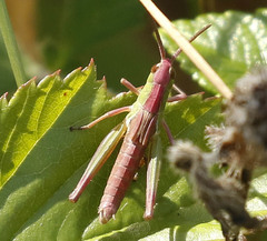 Pseudochorthippus curtipennis