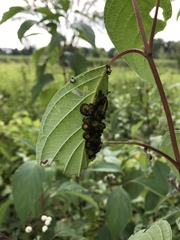 Macremphytus tarsatus