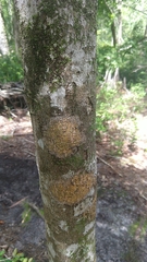 Ilex opaca