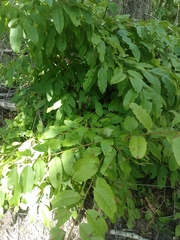 Oxydendrum arboreum