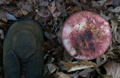 Russula vinacea