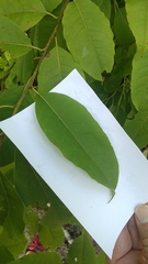 Oxydendrum arboreum